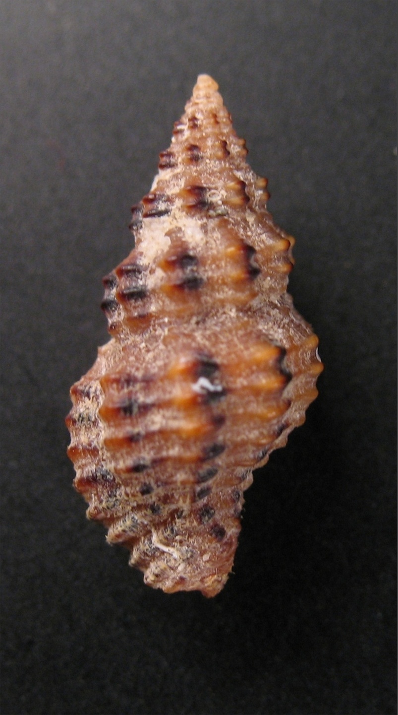 Pollia scabra